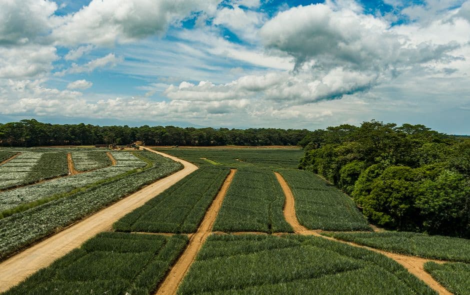 Campos de cultivo bajo un cielo nublado, en el chat de Palmares