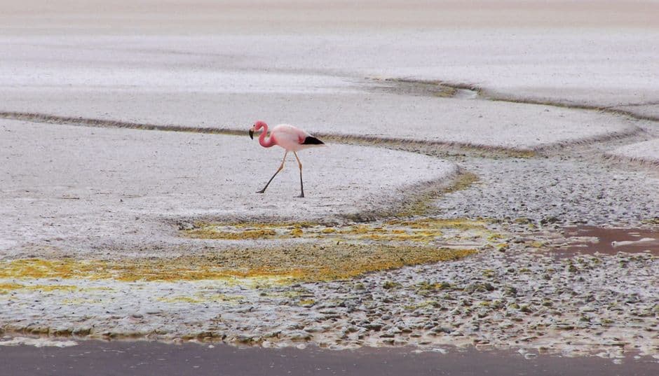 Flamenco en la orilla de un lago, en el chat de Guayaramerín
