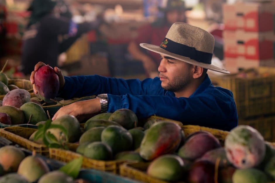 Hombre eligiendo mangos maduros en un mercado local, en el chat de Cajibío