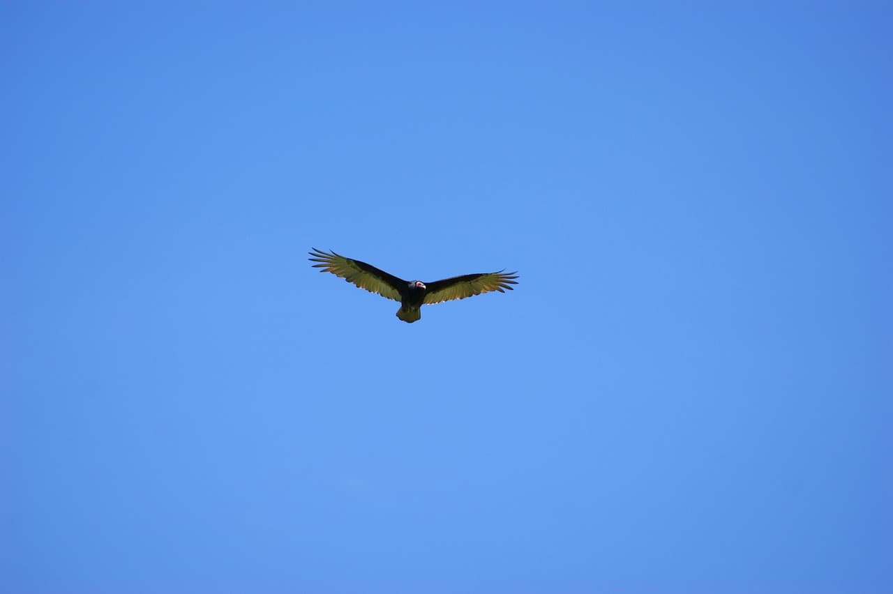 Buitre volando en el cielo de Paraguay, en el chat de Itakyry