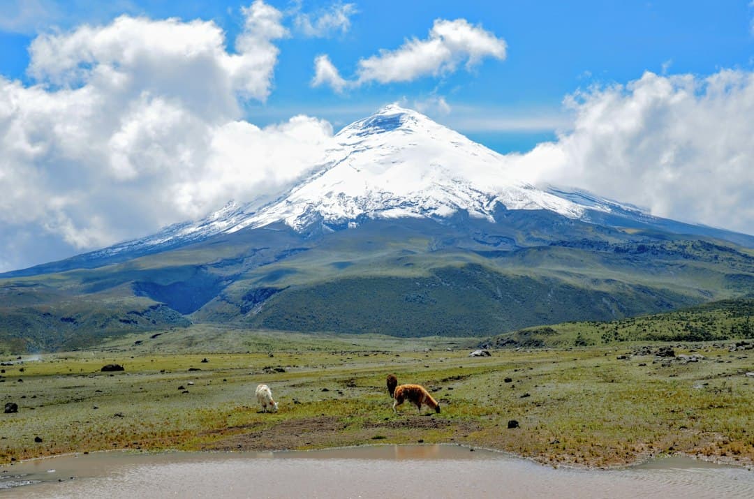 Dos caballos pastan en un campo verde bajo una montaña, en el chat de Milagro