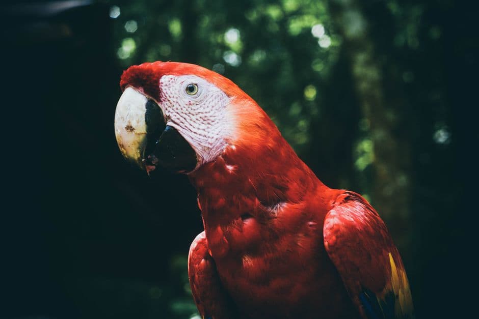 Guacamayo rojo con el fondo desenfocado, en el chat de Copán Ruinas