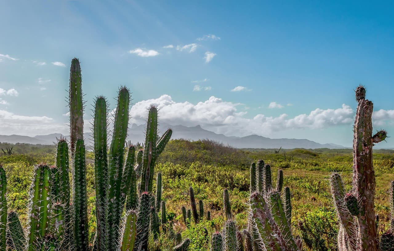 Paisaje de Venezuela bajo un cielo con nubes, en el chat de Páez
