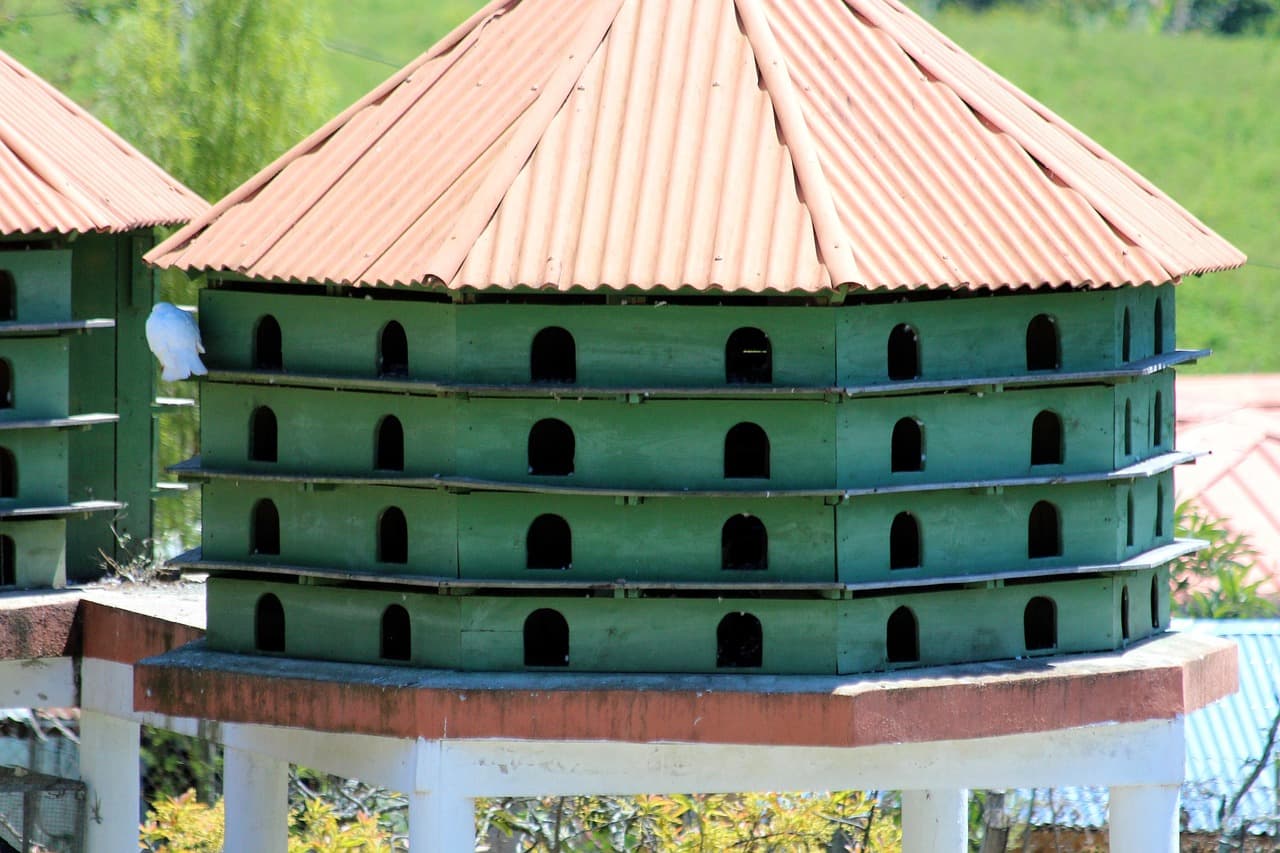 Palomar verde con forma de casita y palomas, en el chat de Villa González