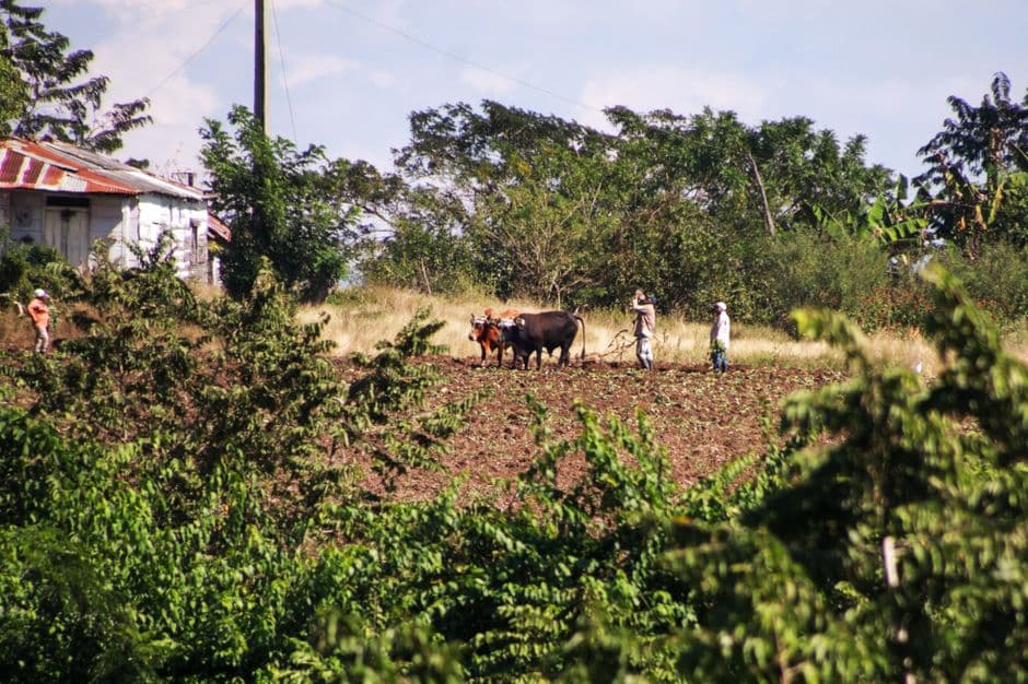 Agricultores con ganado bajo efecto de miniatura, en la sala de chat de Bilwi