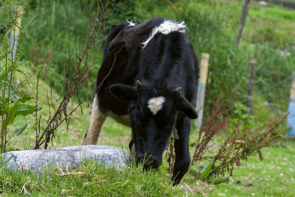 Primer plano de una vaca blanca y negra, en el chat de Lechería
