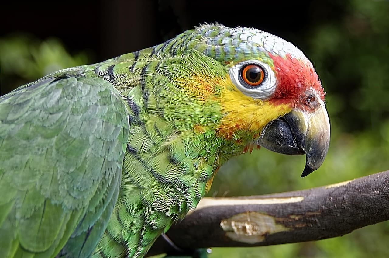 Loro con plumaje colorido posado en rama, en la sala de chat de San Juan Cotzal