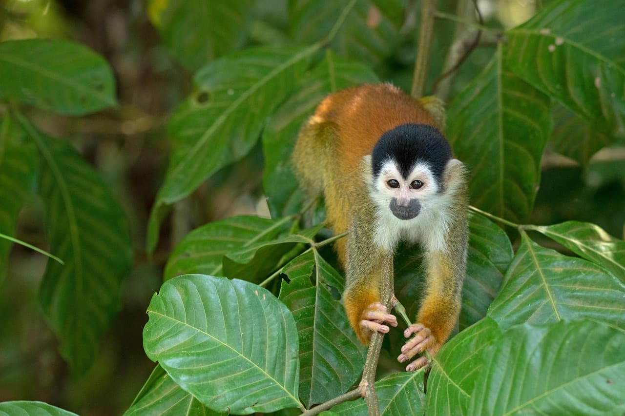 Mono ardilla en la selva de Costa Rica, en el chat de Osa