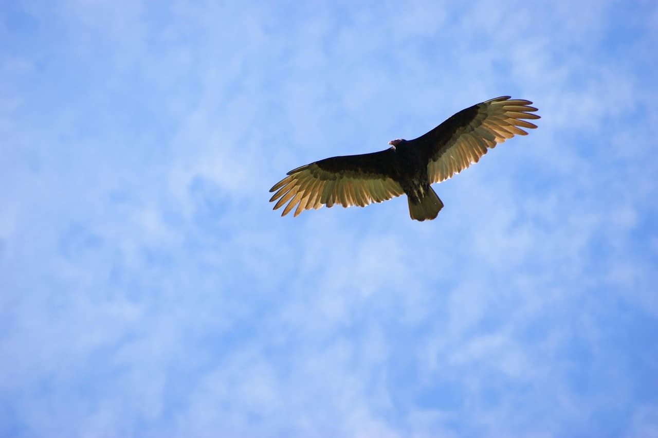 Buitre volando entre las nubes del cielo, en el chat de Villeta