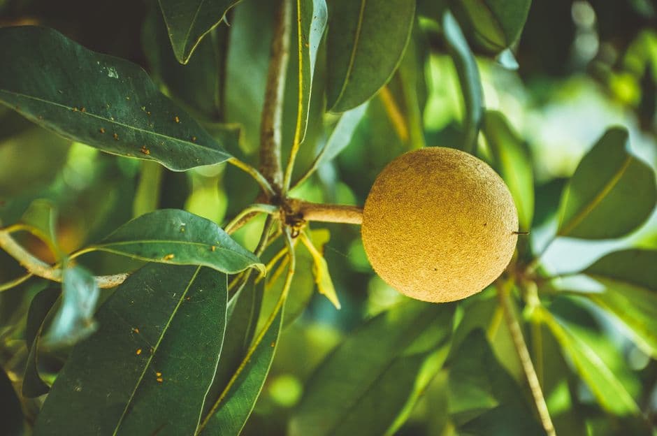 Primer plano de una fruta, en el chat de Sapallanga