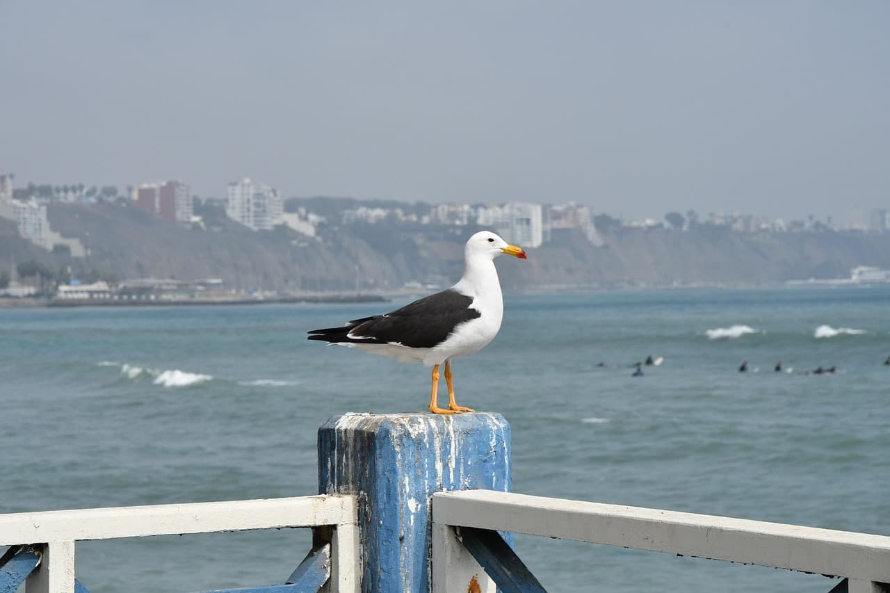 Ave en una playa de Lima, en el chat de Chancay