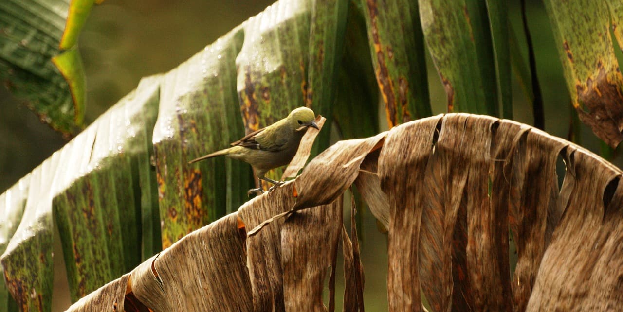 Paisaje natural de Quindío, en el chat de Quimbaya
