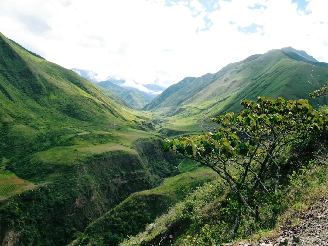 Árboles verdes, en el chat de Naranjito