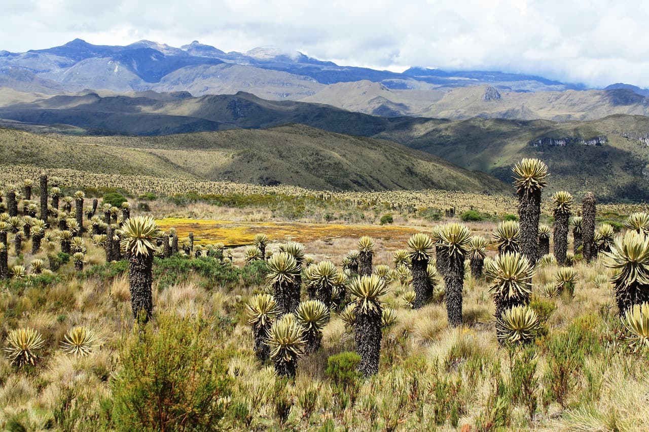 Páramo de Tolima, en el chat de Mariquita