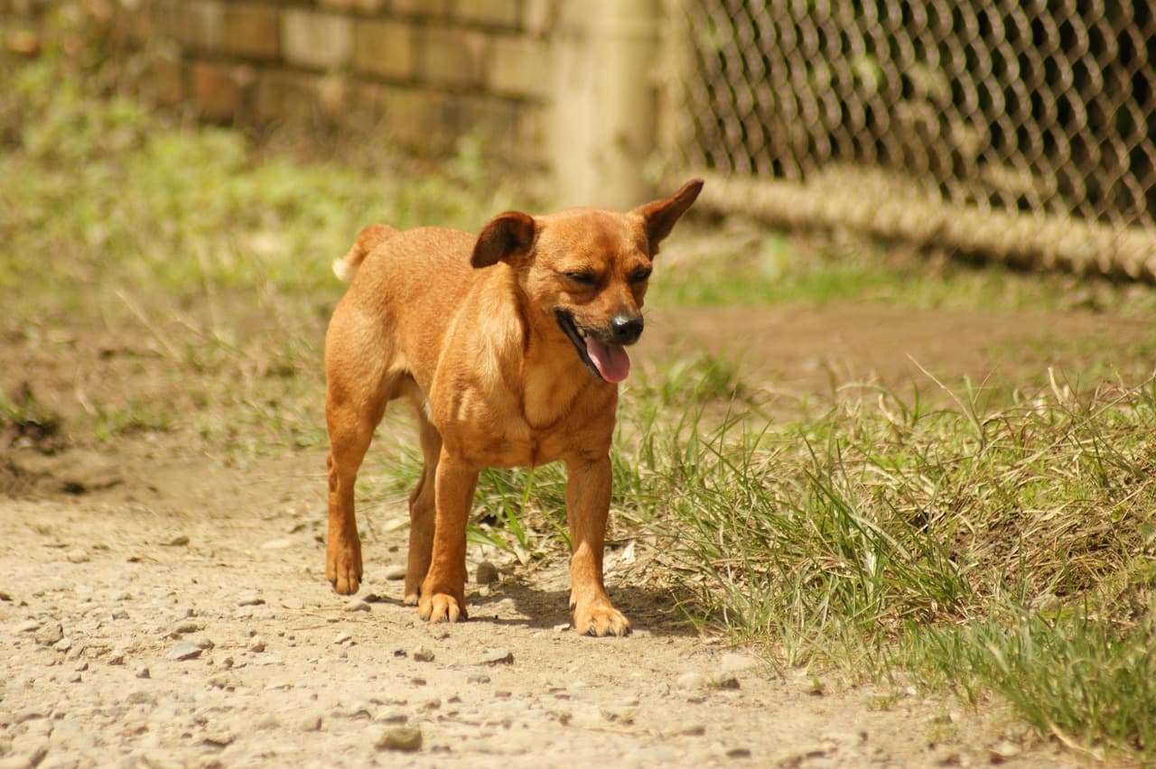 Fauna de Risaralda, en el chat de Quinchía