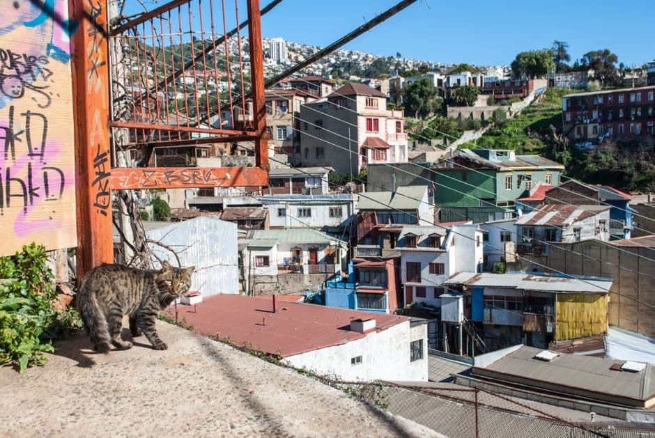 Gato callejero en la ciudad, en el chat de Chimbarongo