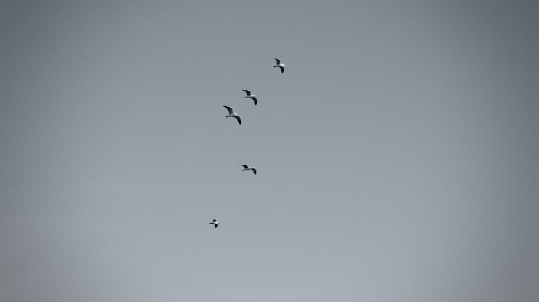 Pájaros volando por un cielo nublado, en la sala de chat de Badalona