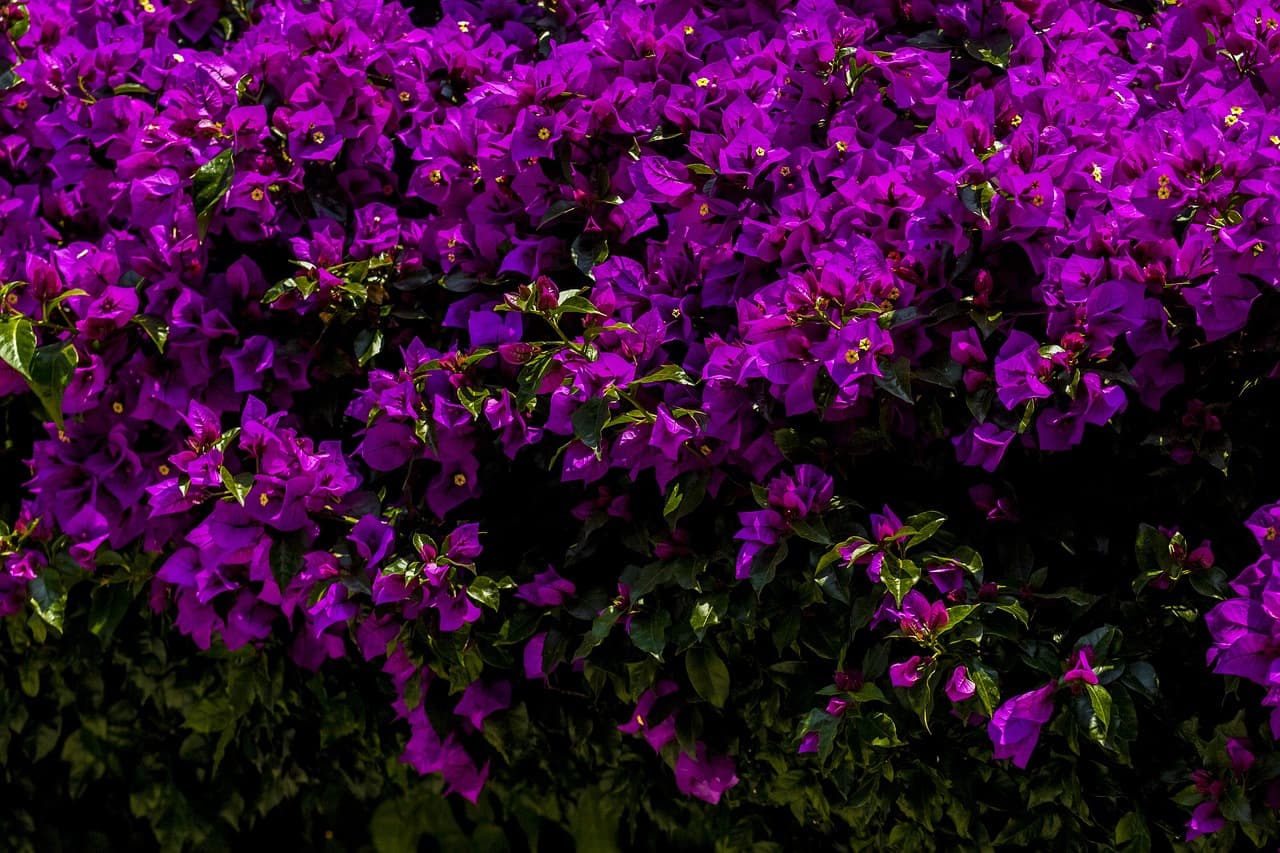 Naturaleza verde en primavera, en el chat de Santa Rita