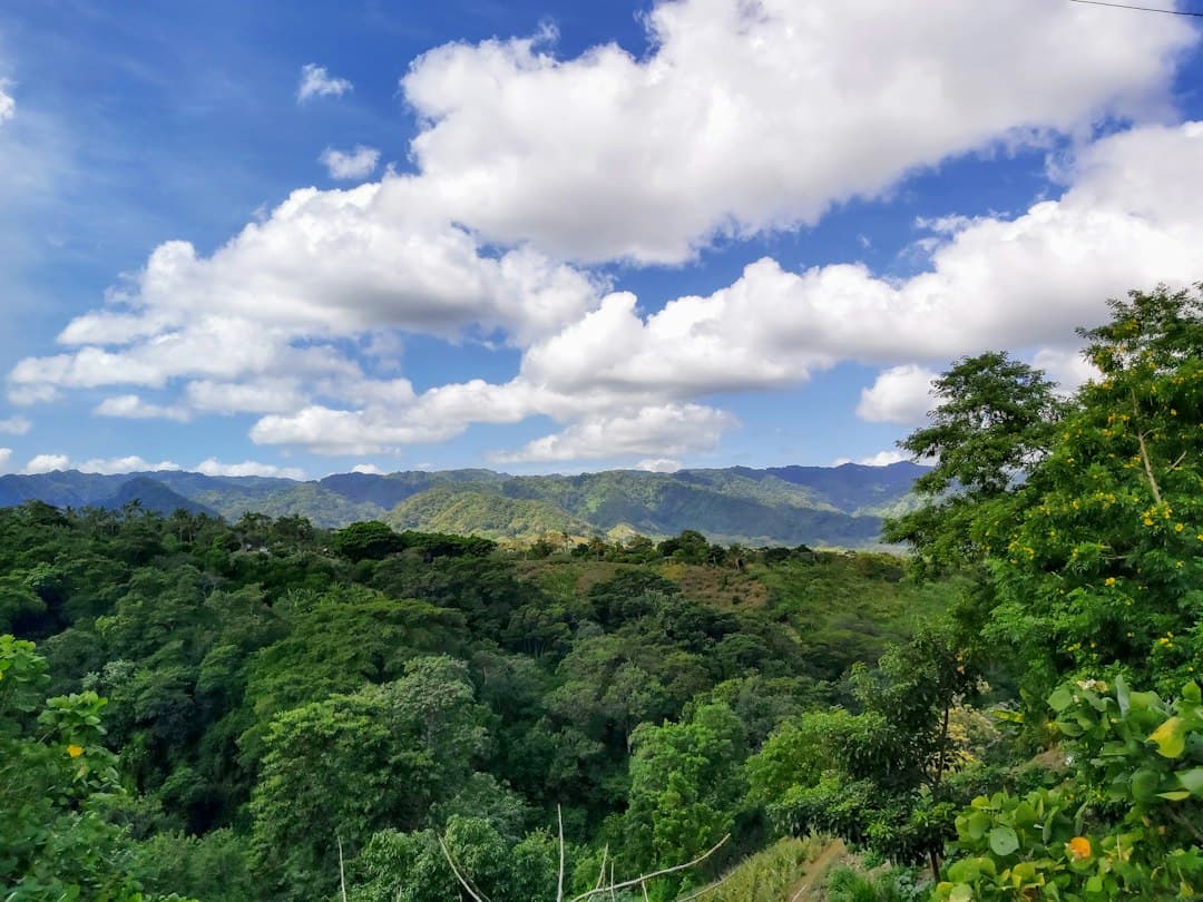 Árboles de hojas verdes bajo un cielo nublado, en el chat de La Concepción