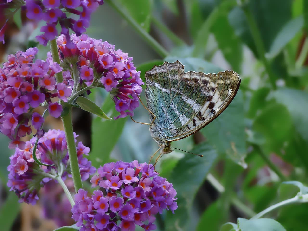 Mariposa posada, en el chat de Nueva Imperial