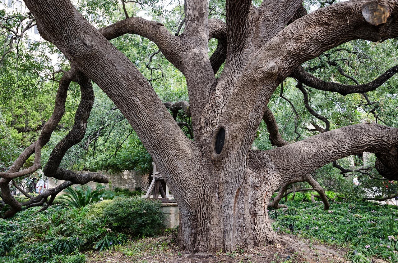 Árbol en un jardín, en el chat de San Antonio Ilotenango