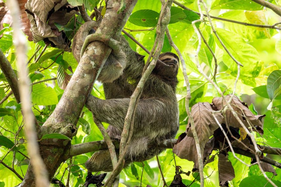 Perezoso en un árbol, en el chat de Curridabat