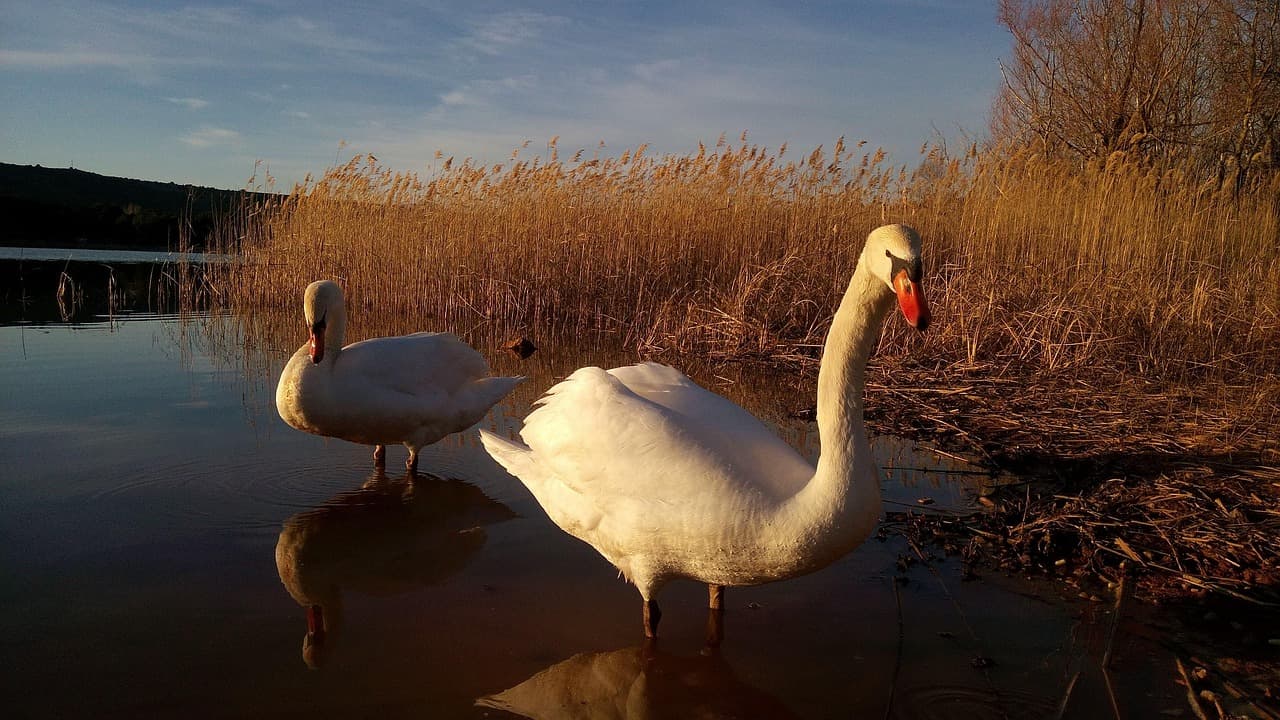 Cisnes nadando en un pantano de granja cerca de Logroño, en el chat de Logroño