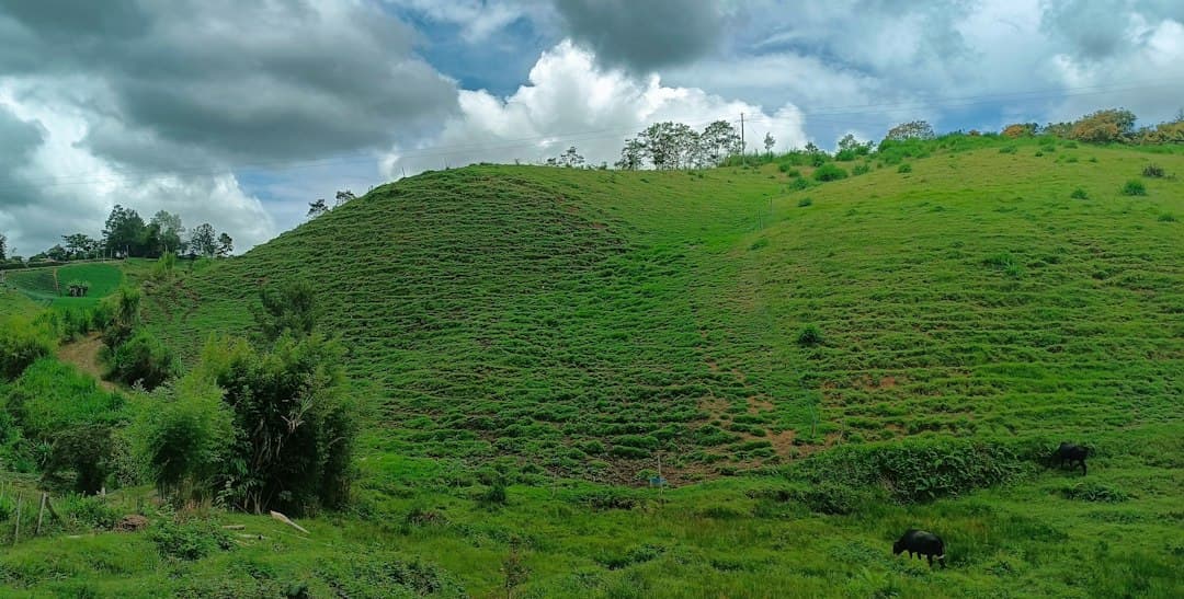 Colinas verdes bajo un cielo nublado, en el chat de Mitú