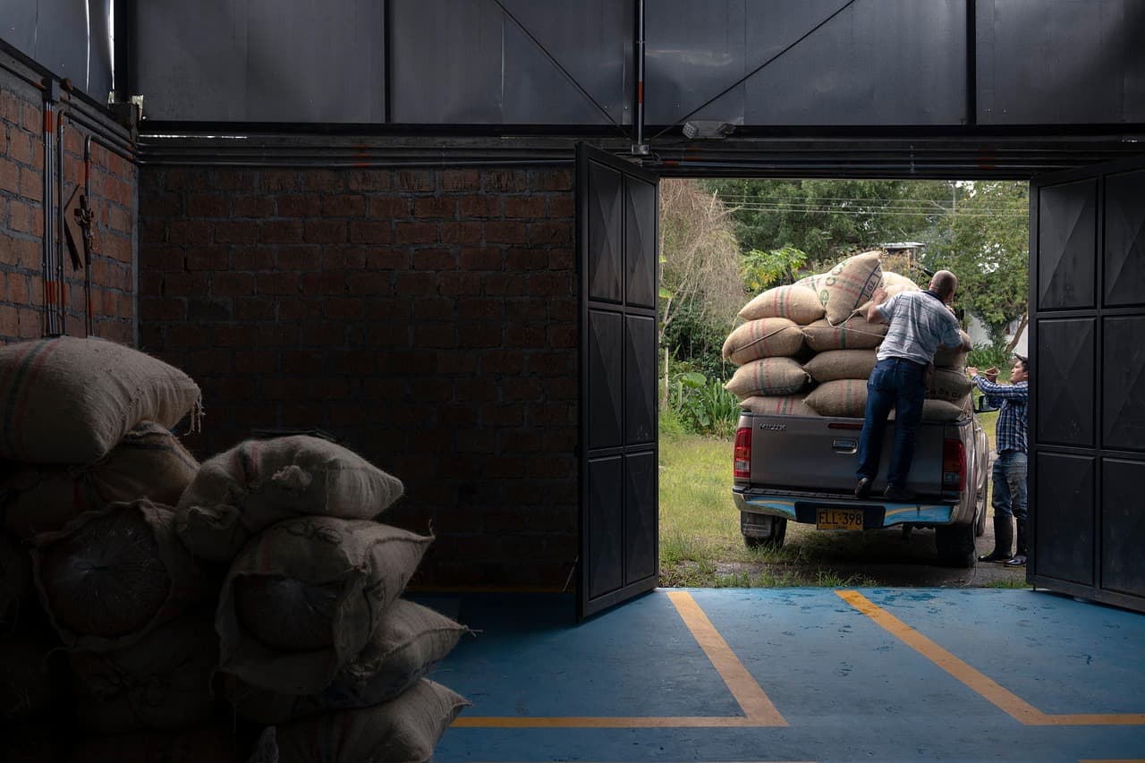 Cultivo de café en Colombia, en el chat de Flandes
