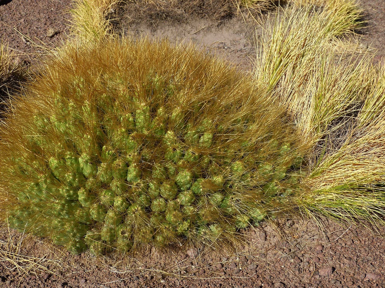 Paisaje desértico del norte de Chile, en el chat de San Javier de Loncomilla
