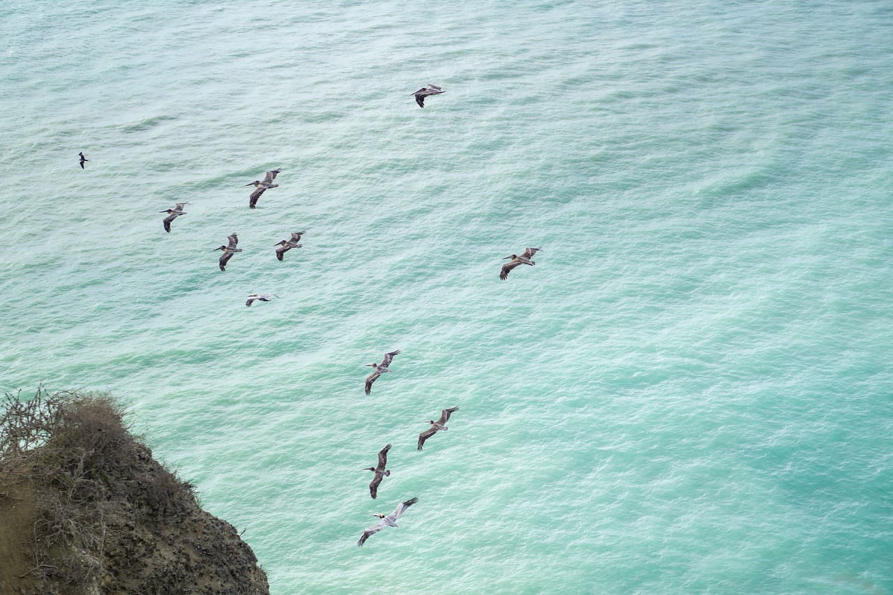 Ave en plena naturaleza de Ecuador, en el chat de Jaramijó