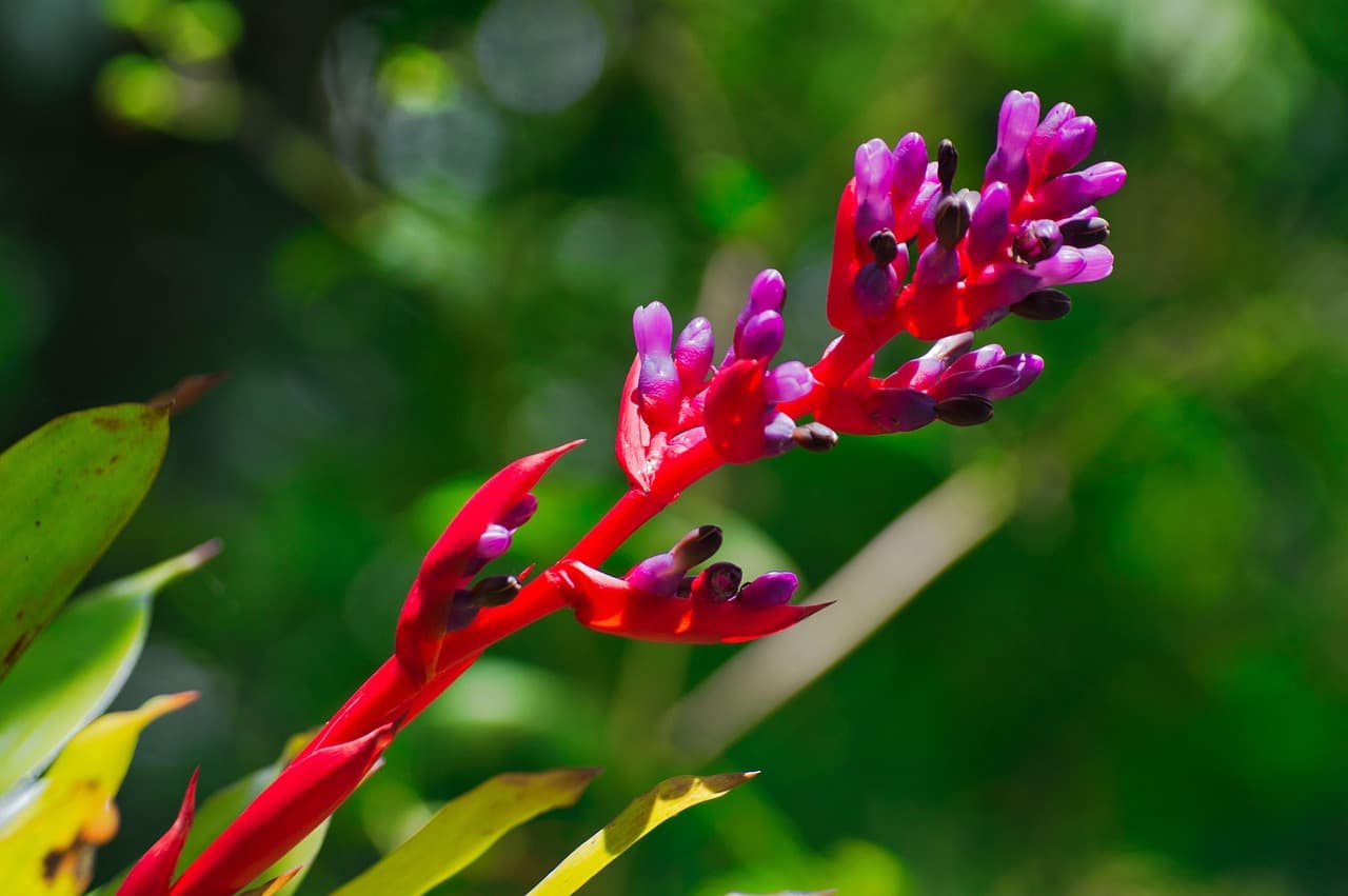 Bromelia en flor en Cartago, en el chat de El Tejar