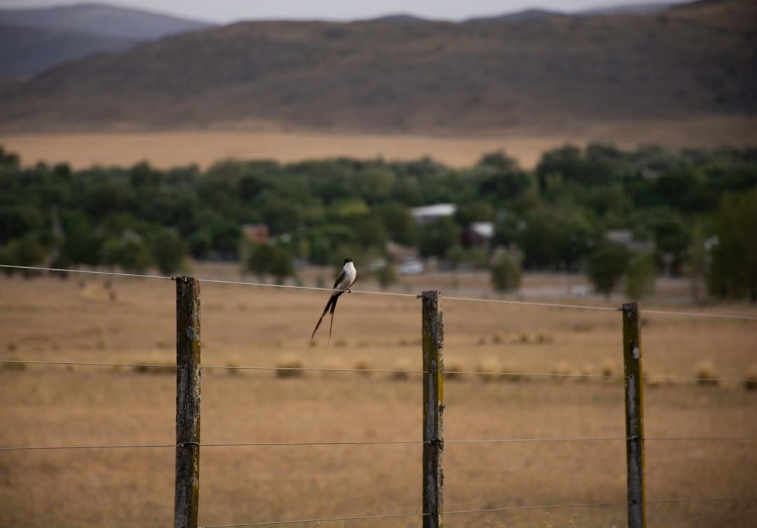 Tijereta posada en una alambrada, en el chat de Nogoyá