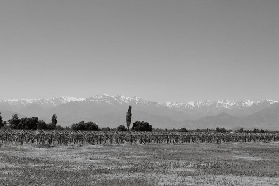 Viñedo en blanco y negro con la cordillera de los Andes, en el chat de Chillán Viejo