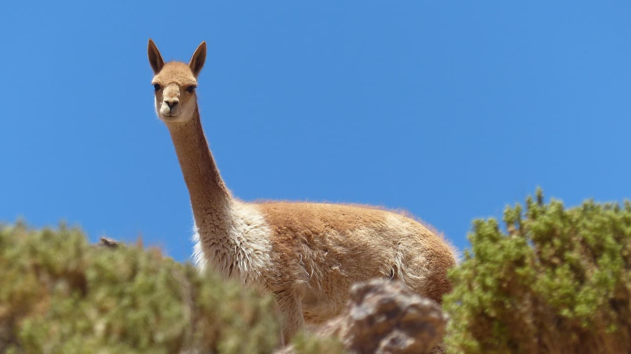 Llama en el altiplano de Bolivia, en el chat de Palos Blancos