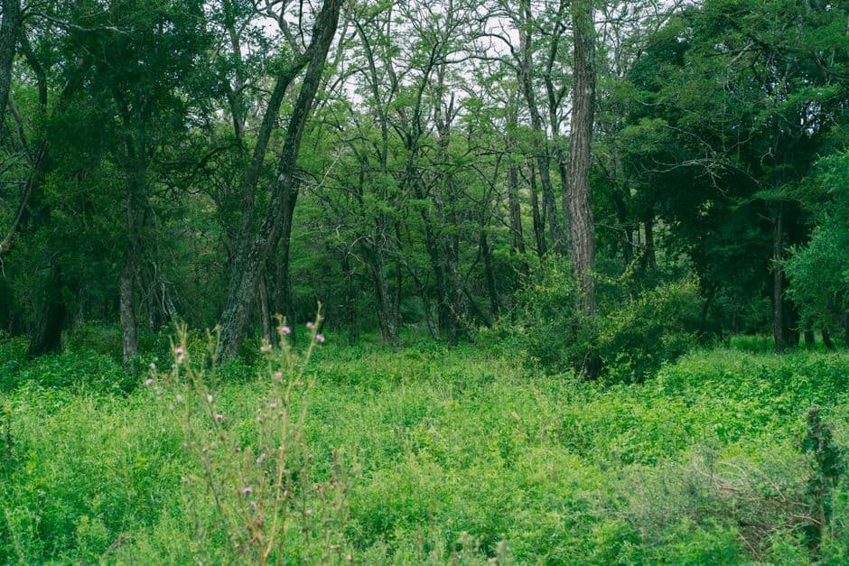 Paisaje de bosque frondoso en Córdoba, Argentina, en el chat de Río Ceballos