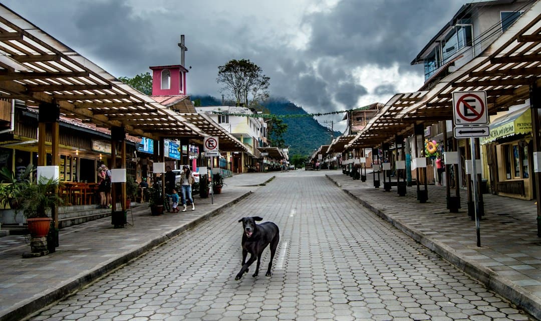 Un perro caminando por una calle, en el chat de Catamayo