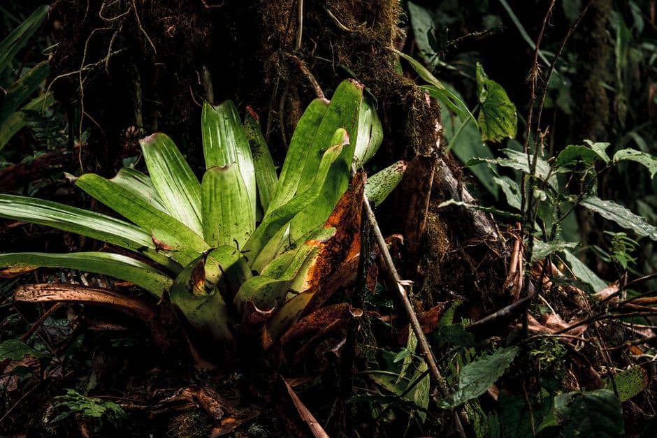 Bromelia en plena selva tropical de Ecuador, en el chat de Colimes