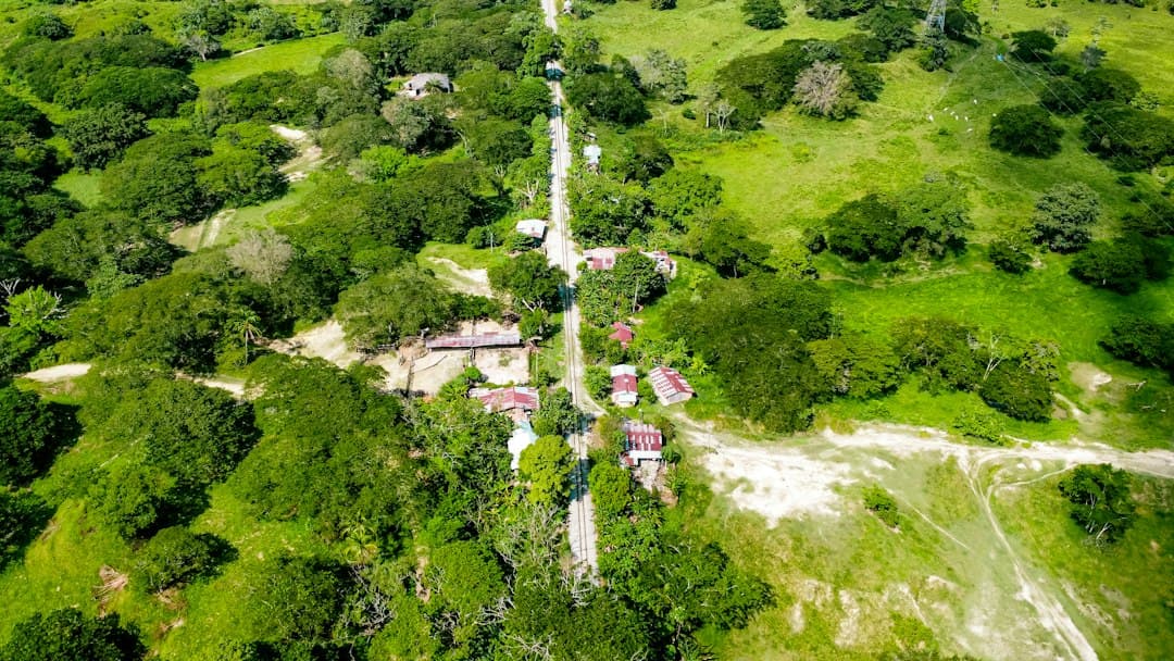 Vista aérea de un bosque verde y frondoso, en el chat de Rionegro
