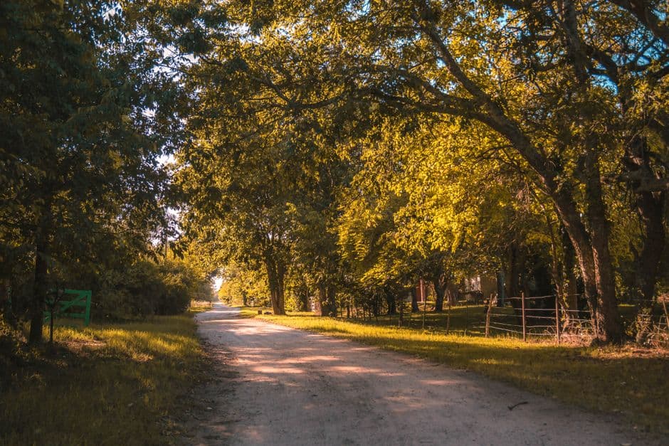 Camino de tierra entre árboles, en el chat de Villa Martelli