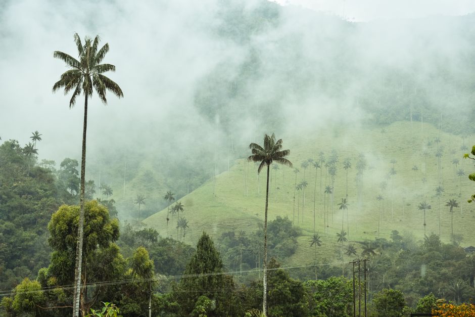 Palmeras entre montañas en un valle, en la sala de chat de Palmira