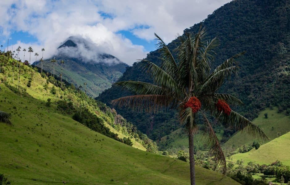 Palmera y valle verde al fondo, en el chat de Palmira