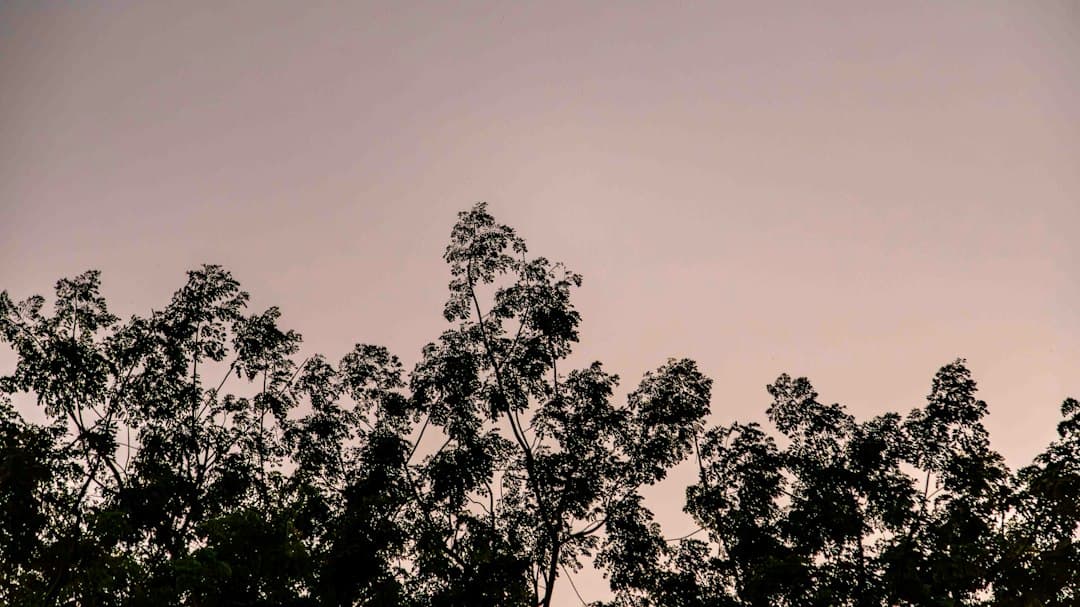 Árboles en blanco y negro contra un cielo rosado, en el chat de Hospital