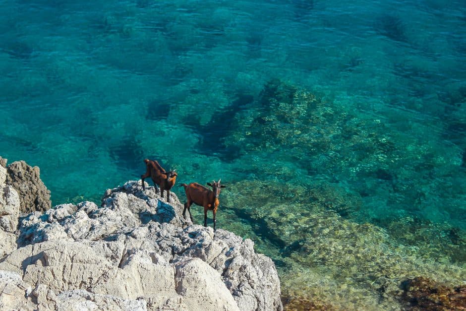 Cabras marrones en una montaña rocosa junto al agua, en el chat de Cabrera