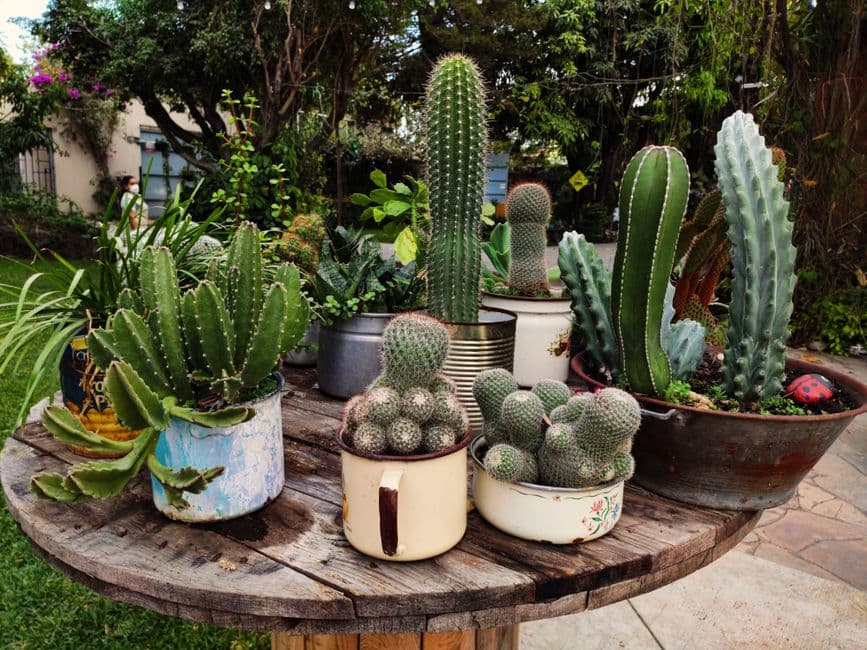Plantas sobre una mesa de madera, en el chat de La Iguala