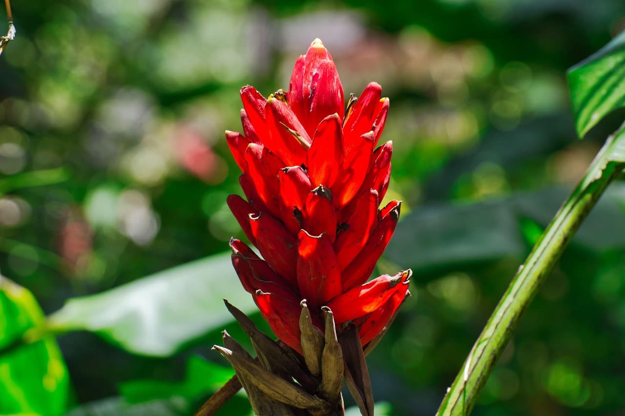 Flor de alpinia en Cartago, Costa Rica, en el chat de Paraíso