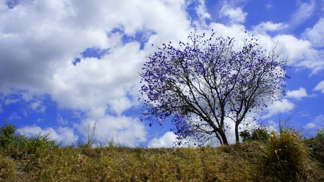 Árbol solitario en una colina verde bajo un cielo nublado, en el chat de Villanueva
