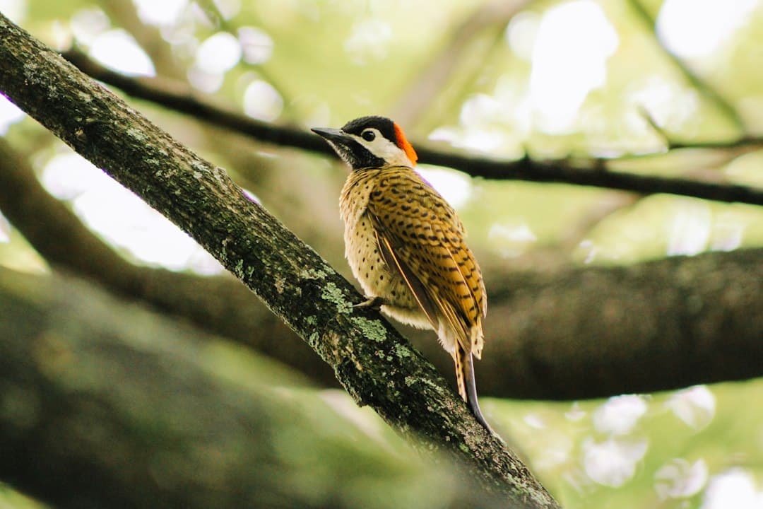 Pájaro pequeño posado en la rama de un árbol, en el chat de Marsella
