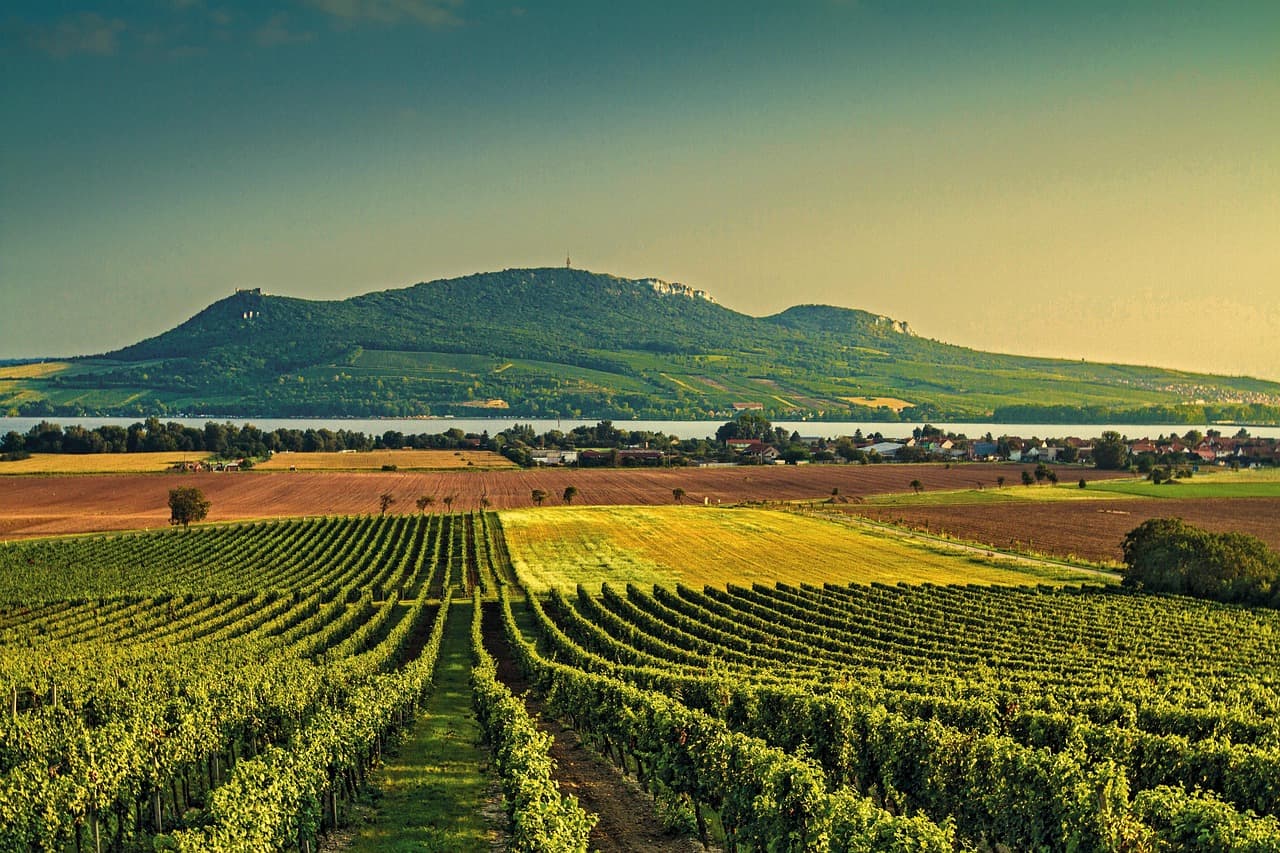 Viñedo con racimos de uvas, en el chat de Fantino