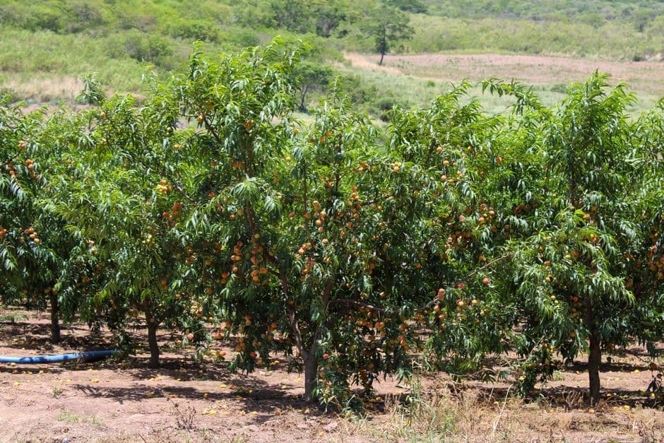 Manzanos con fruta verde en un huerto, en el chat de San Lorenzo